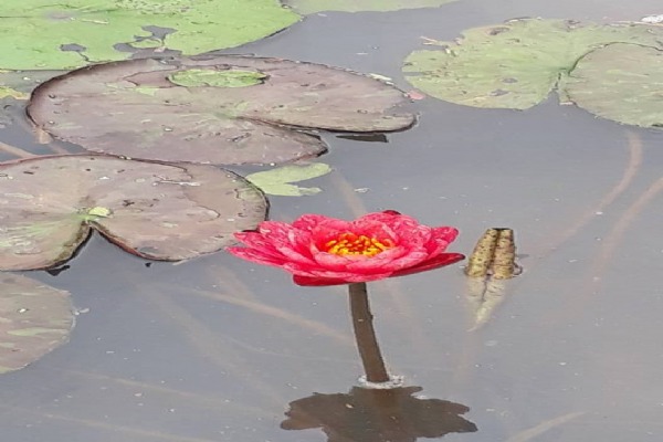 Amazing waterlily